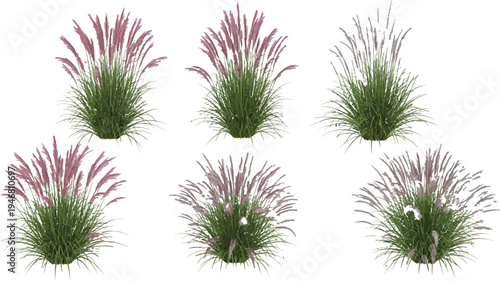 Collection of six ornamental fountain grass plants featuring various feathery pink and white plumes isolated on a transparent background for design projects