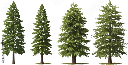 Collection of four isolated evergreen coniferous pine trees showcasing various distinct shapes and dense green foliage suitable for landscape design projects