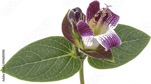 Beautiful wild clematis flower displays intricate purple and white striped petals emerging from fuzzy burgundy bracts alongside rich green textured leaves.