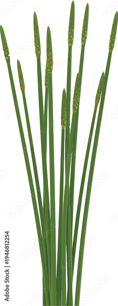 Fototapeta premium Tall slender green rushes with small yellow flower spikes standing upright against a clean white background isolated element for design work