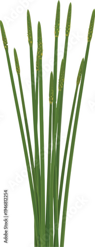 Tall slender green rushes with small yellow flower spikes standing upright against a clean white background isolated element for design work