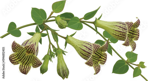 Strikingly detailed macro photograph showcases the unique pendulous bell-shaped flowers of the unusual black-veined Moluccella laevis against a clean white background