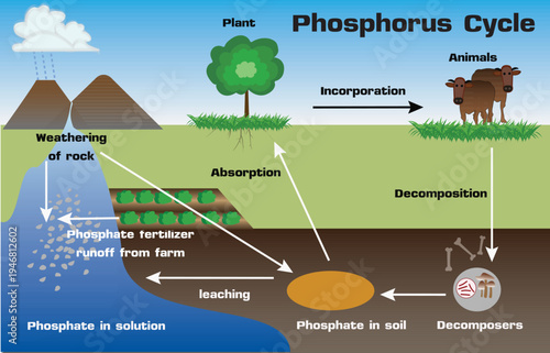 Educational infographic diagram explaining the biogeochemical phosphorus cycle for environmental science and agriculture studies.