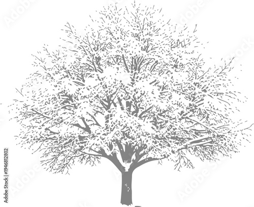 Isolated deciduous tree heavily laden with fresh white snow standing alone against a transparent background illustrating winter season beauty