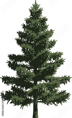 A beautiful mature spruce conifer tree with full green needles and numerous hanging pinecones isolated against a stark white background perfect for design elements.
