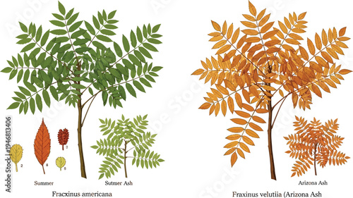 Detailed botanical illustration comparing the summer foliage of Fraxinus americana with the autumnal colors of Fraxinus velutina showing leaf structures and seasonal changes