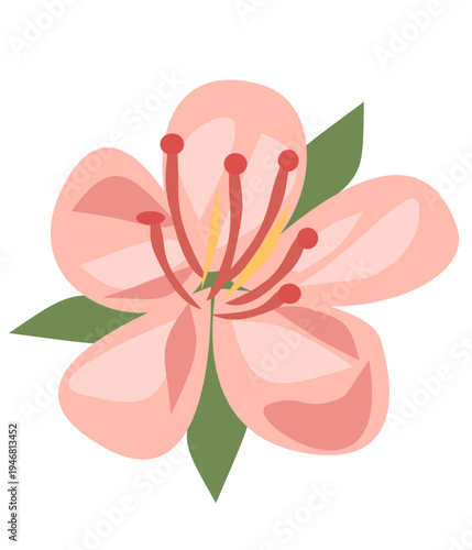Peach blossom flower vector illustration isolated on white background. Flat botanical spring flower element for floral patterns, wedding design, cosmetics packaging and seasonal decoration.