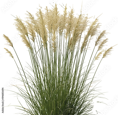 Elegant clump of tall pampas grass featuring feathery plumes and slender green stalks isolated beautifully against a bright white background for design use.