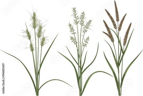 Three distinct varieties of ornamental grass seed heads are illustrated in a clear botanical arrangement against a stark white background perfect for design.