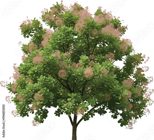 Beautifully rendered cotinus coggygria shrub tree featuring delicate pinkish purple smoke like flower plumes and vibrant green foliage isolated on white background