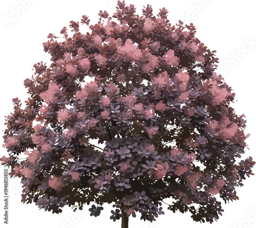 Striking purple smoke bush tree showcasing delicate pink plumes of airy flowers isolated on a transparent background for design projects