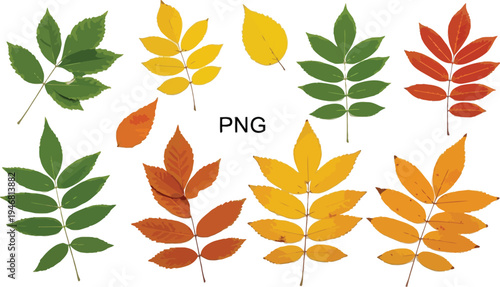 Collection of isolated rowan tree leaves showcasing vibrant green yellow orange and red colors during the seasonal change