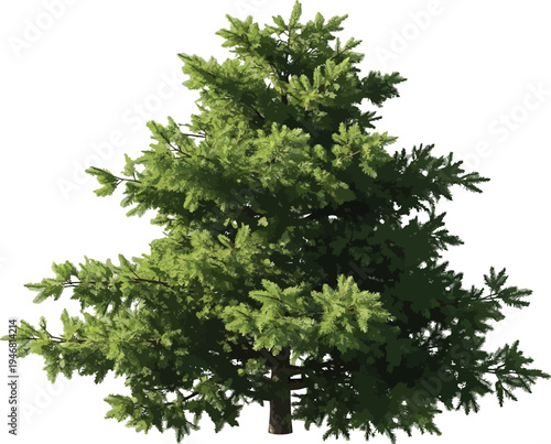 Realistic cutout of a dense green coniferous pine tree with detailed needles perfect for architectural visualization or nature design projects