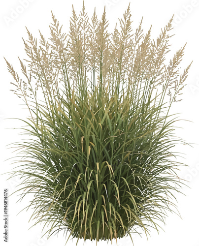 Ornamental grass clump with tall feathery plumes showcases natural texture and aesthetic appeal for landscape design visualization projects