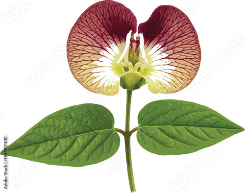 Detailed close up of a striking purple and yellow winged bean flower displaying intricate vein patterns and vibrant green foliage isolated on a transparent background.