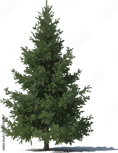 Realistic isolated evergreen spruce tree specimen shown against a transparent background for digital design projects and nature visualizations