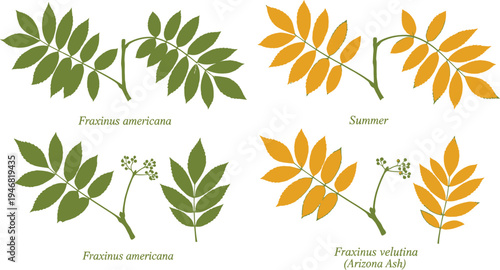 Botanical illustration comparing the seasonal leaf color variations and distinct characteristics of Fraxinus americana and Fraxinus velutina Arizona Ash specimens