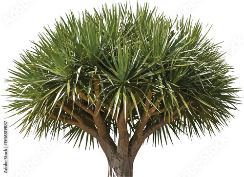 Isolated dracaena draco tree specimen featuring a dense crown of spiky green leaves and a rugged multi-trunk structure against a transparent background for easy compositing.