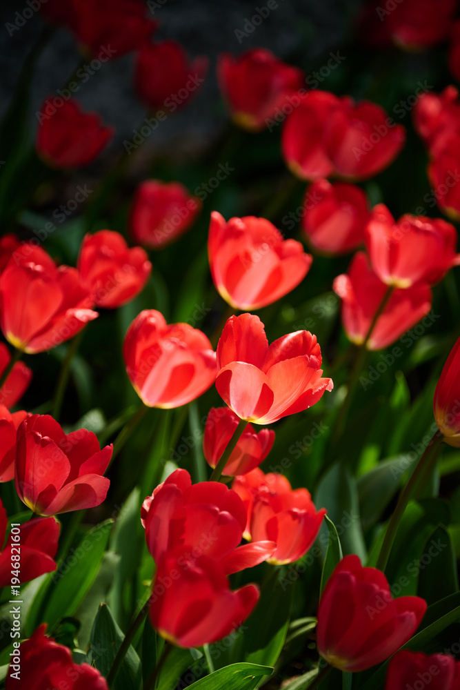 Fototapeta premium Blooming Red Tulips Field with Soft Bokeh Background, Spring Concept