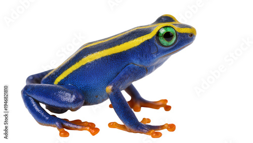Fotografía Isolated vibrant blue and yellow striped poison dart frog with bright green eyes