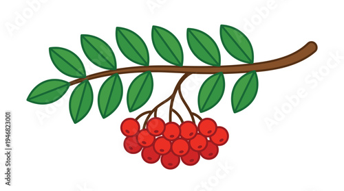 Vibrant vector illustration of a rowan branch with red berries and green leaves. Perfect for autumn designs, educational content, or nature-themed projects, offering a fresh, organic feel.