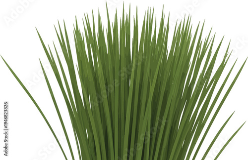 Close up view of vibrant green tall grass blades clustered together standing upright against a clean isolated white background suggesting nature.