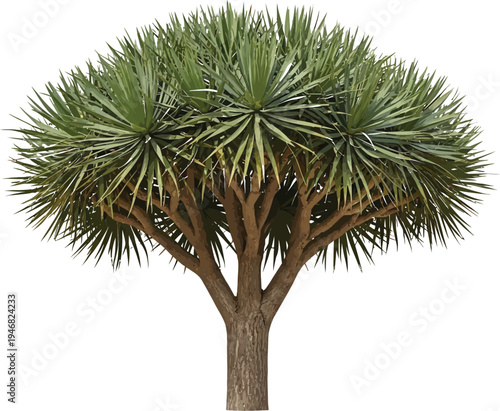 Striking dragon tree specimen featuring a distinctive multi-branched trunk and dense crown of spiky green foliage isolated on transparent background