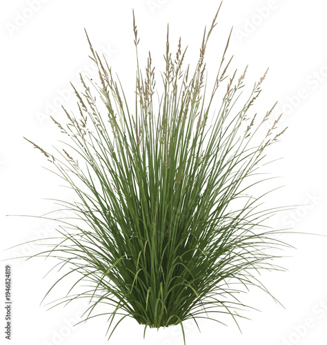 Vibrant clump of ornamental grass featuring slender green blades and delicate light brown seed heads isolated on a pure white background