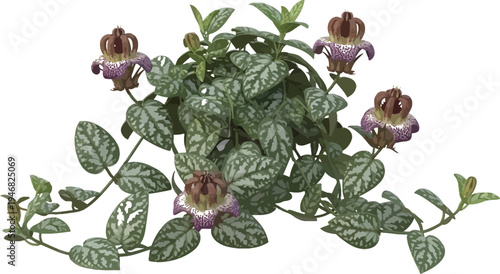 Detailed three dimensional rendering of a vibrant Ceropegia woodii plant showcasing distinctive variegated silver-patterned leaves and unusual crown-like purple and brown flowers isolated on white.