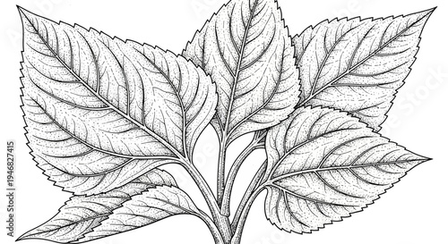 Hand-drawn botanical illustration of a cluster of leaves with detailed veins, black and white sketch.
