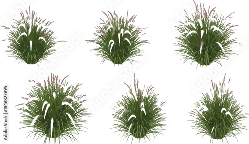 Six isolated specimens of ornamental fountain grass featuring delicate pink plumes and vibrant green foliage against a transparent background