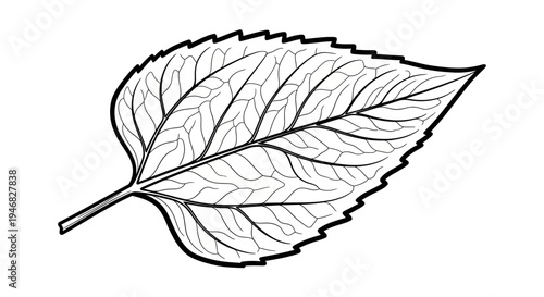 Outline of a Single Green Leaf with Serrated Edges and Vein Pattern