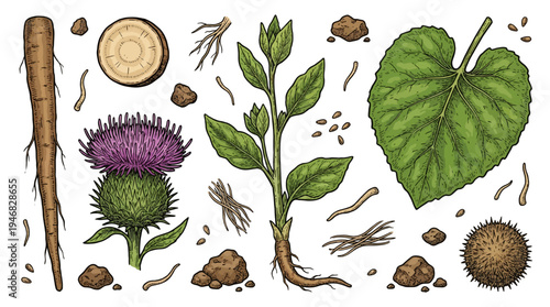 The botanical illustration showcases various parts of a thistle plant and its seed dispersal mechanisms on a clean surface.