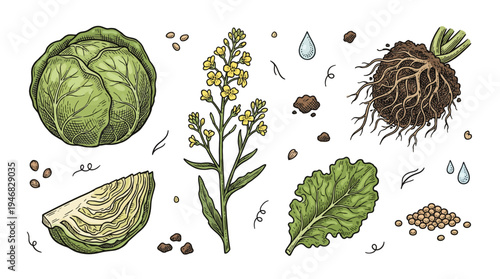 Various plant parts and seeds are scattered on a surface for examination.