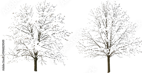 Two beautiful deciduous trees heavily laden with fresh white snow stand isolated against a transparent background awaiting design integration