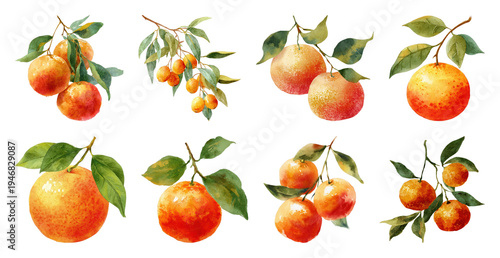 PNG Vibrant watercolor citrus illustrations on transparent background