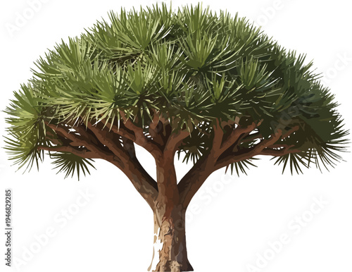 Distinctive dragon tree specimen with a uniquely branched trunk and vibrant spiky green foliage isolated against a transparent background for easy design integration