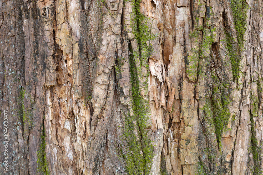 Obraz premium Tree bark texture with green moss growing on trunk