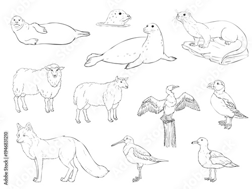 Hand drawn coastal seabird collection with gull puffin cormorant shorebird and flying albatross black and white line art