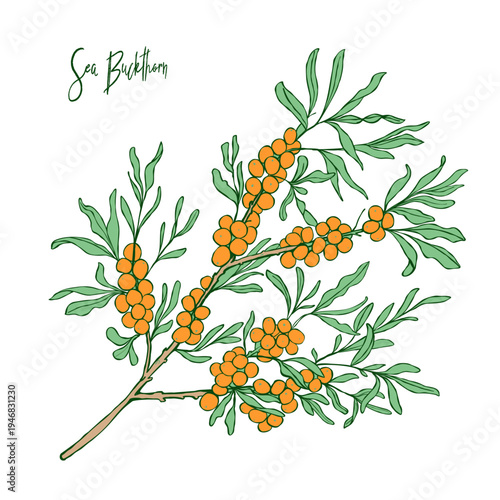 Botanical illustration of sea buckthorn branch with orange berries and green leaves, clean flat color style on white. Perfect for packaging, labels, wellness ads and web.
