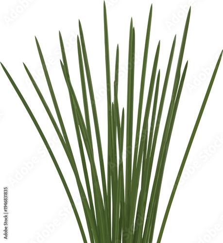 A cluster of slender green chive stalks rises sharply upward against a clean white background suggesting fresh garden herbs ready for culinary use.