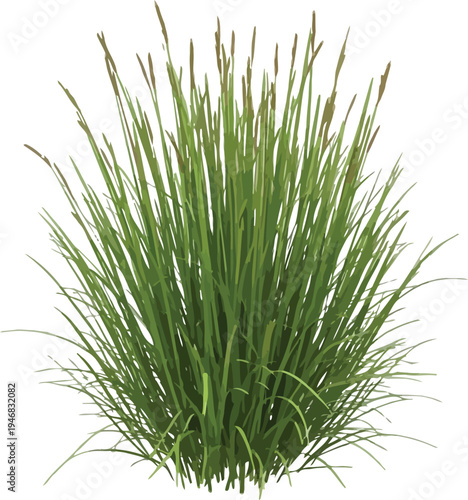 Isolated clump of tall vibrant green ornamental grass featuring slender blades and delicate brown flowering plumes against a transparent background for easy integration.