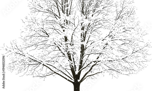 Isolated deciduous tree structure heavily laden with fresh white snow displaying intricate branch patterns against a transparent background for easy design integration.