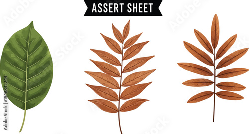 Collection of three distinct botanical leaf illustrations featuring one vibrant green specimen and two rustic autumn brown compound leaves on a transparent background.
