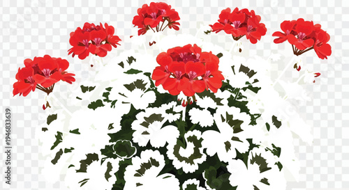 Vibrant red geranium blossoms with distinctive zonal markings on deep green leaves create a stunning floral arrangement perfect for gardening inspiration