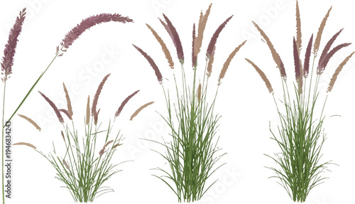 A collection of ornamental fountain grass elements featuring various purple and tan flowering plumes with long green blades isolated on transparent background.