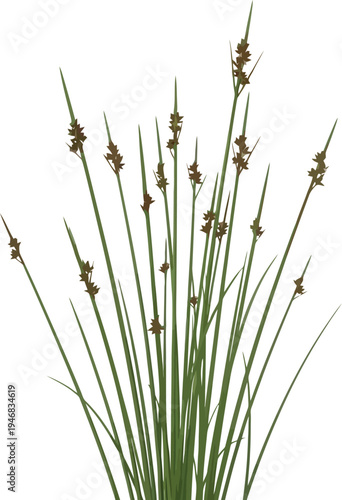 Detailed rendering of a cluster of tall green rushes featuring small brown seed heads isolated against a pure white background for versatile design use.