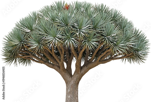 Striking subtropical dragon tree with a dense crown of spiky blue-green foliage and a rugged multi-branched trunk stands prominently against a transparent background.