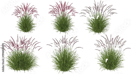 Collection of six realistic ornamental purple fountain grass plants isolated on a transparent background perfect for landscape design visualization projects