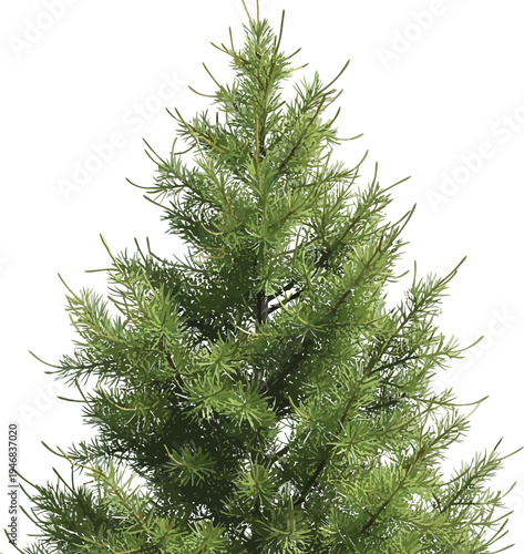 Detailed close up view of vibrant green pine tree branches showcasing sharp needles and textured bark against a clean isolated white background for graphic design projects